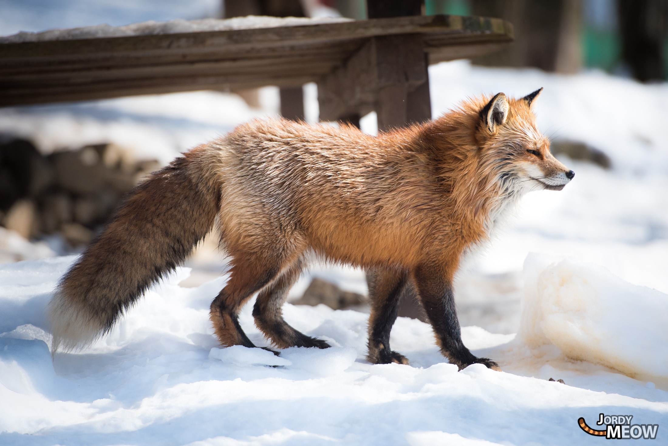 animal, fox, japan, japanese, miyagi, natural, nature, snow, tohoku, winter