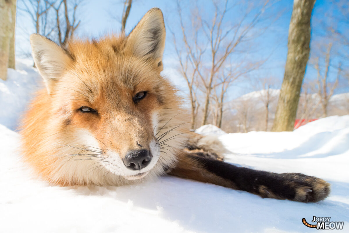 animal, asia, fox, japan, japanese, miyagi, natural, nature, snow, tohoku, winter