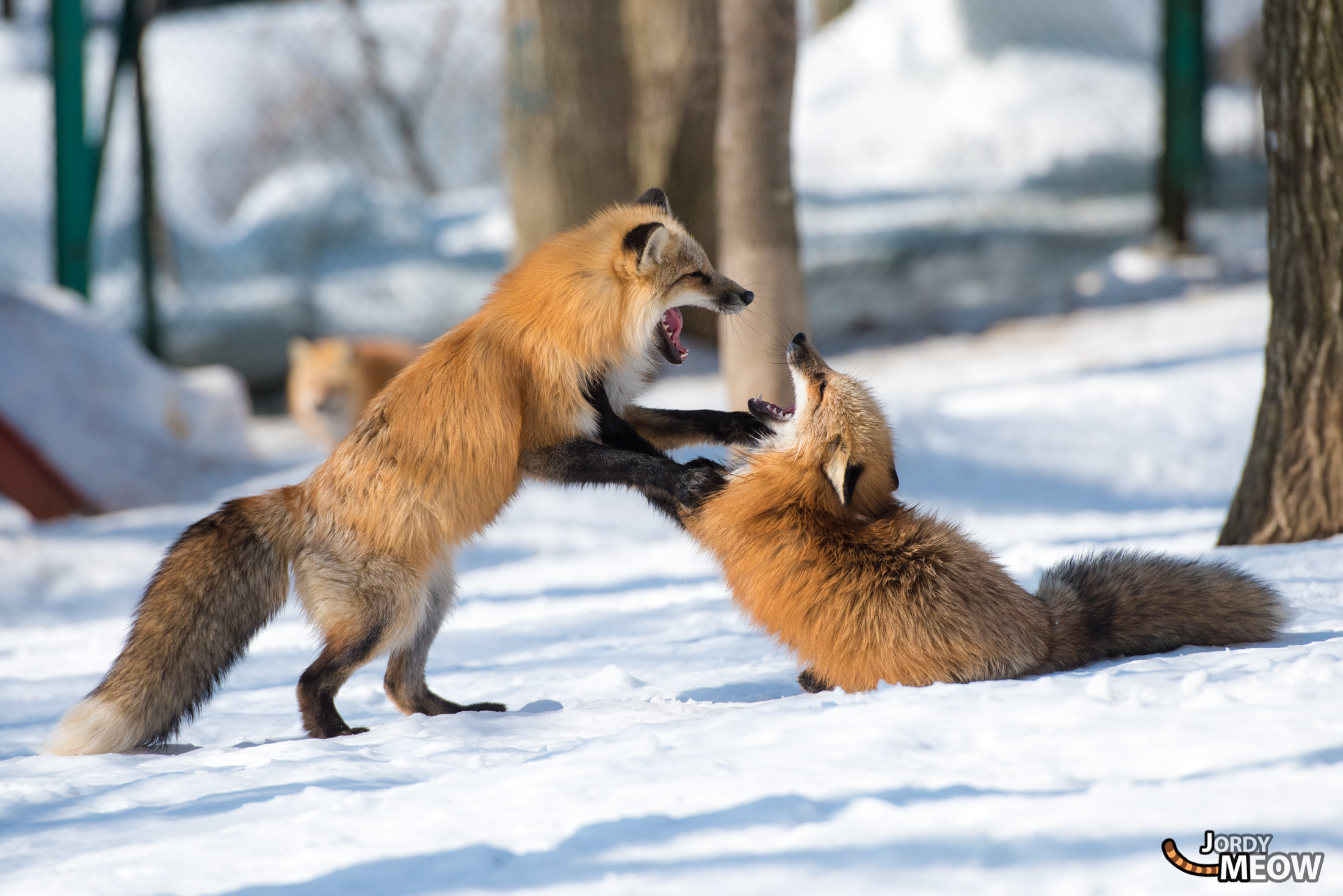 animal, fox, japan, japanese, miyagi, natural, nature, snow, tohoku, winter