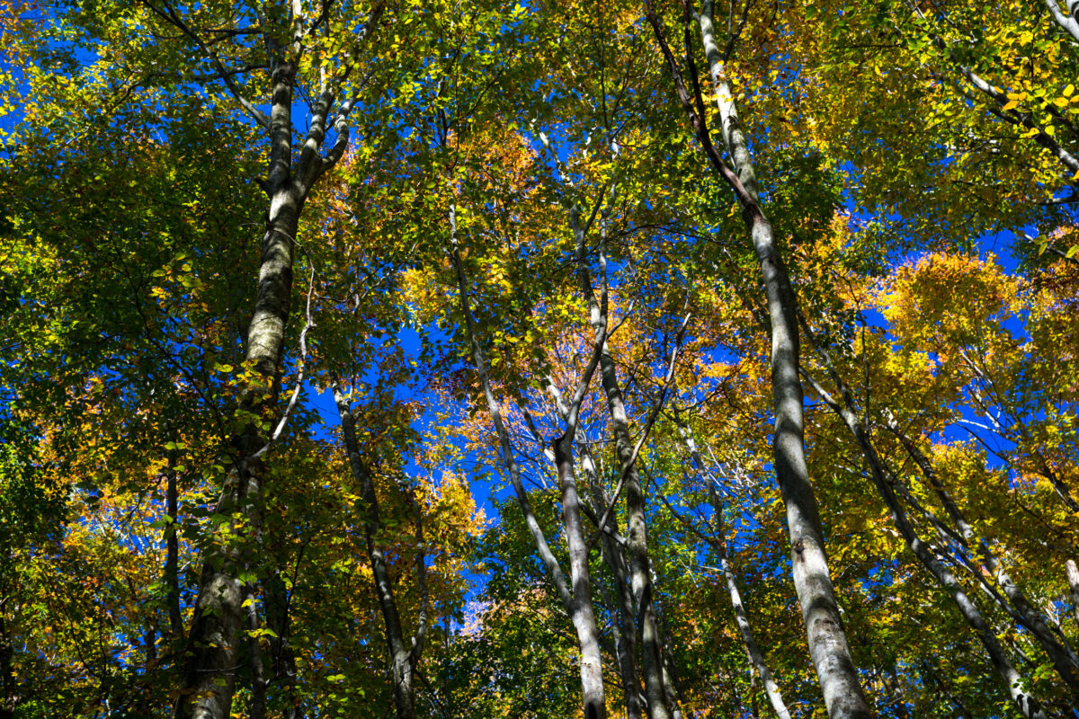 autumn, forest, natural, nature, tokamachi