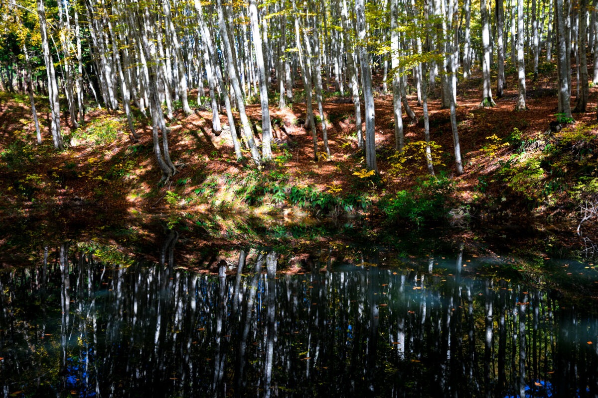autumn, forest, natural, nature, pond, tokamachi