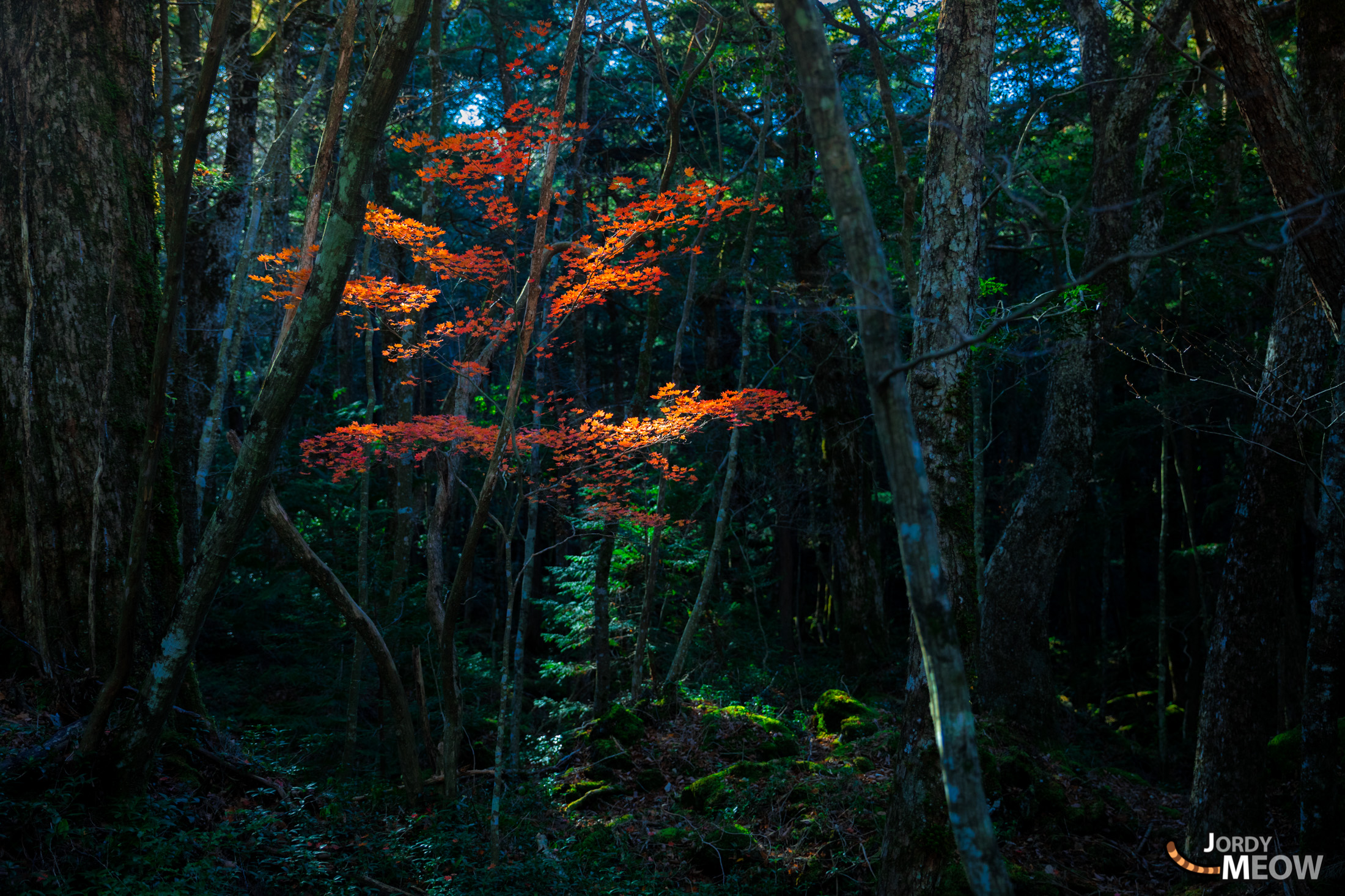 autumn, chubu, forest, japan, japanese, jukai, natural, nature, yamanashi