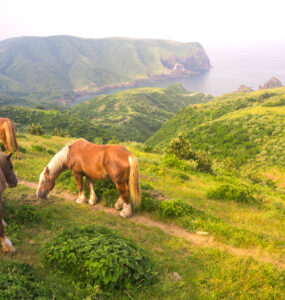 Tranquil beauty of Nishinoshimas Kuniga Coast with grazing horses and mist-covered mountains.