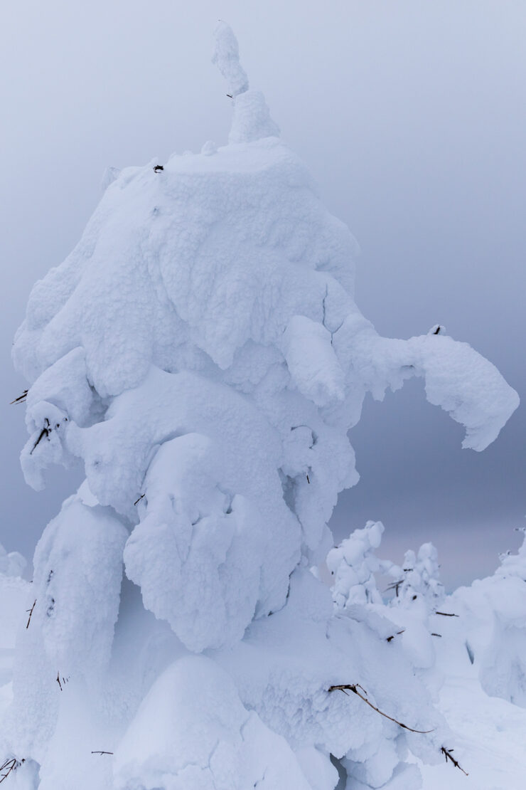 Twisted Snow-Cloaked Trees, Zaos Mystical Phenomenon
