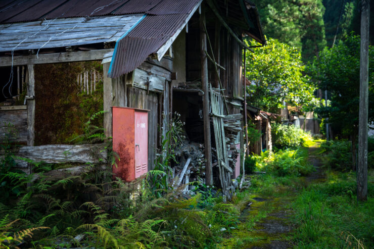 Rustic abandoned cabin embraced by natures lush regrowth.