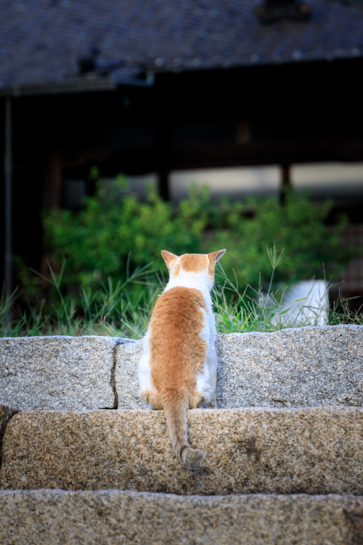 Tranquil orange cat gazes at scenic Tomonoura port.