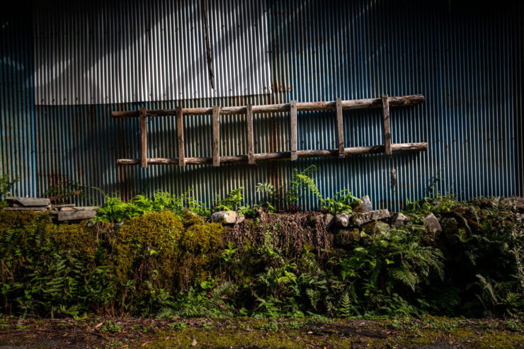 Overgrown rustic ladder embraced by verdant nature