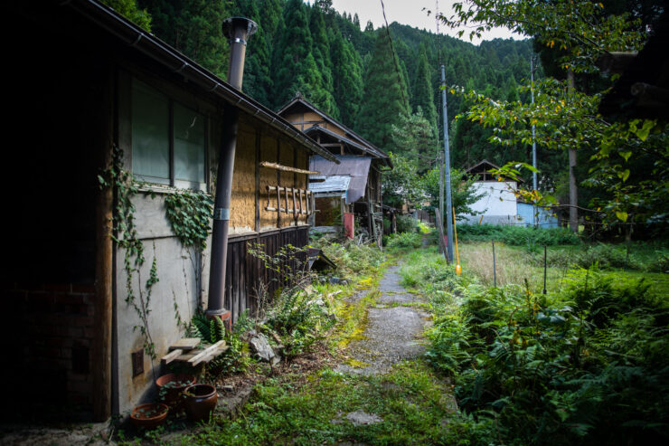 Tranquil Japanese hamlet with vine-covered wooden houses.