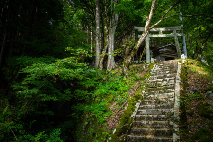 Tranquil forest trail, moss-covered stone steps, torii gate.