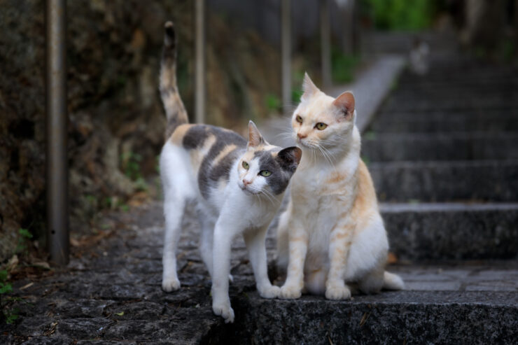 Cats lounging on historic Tomonoura staircase amid greenery.