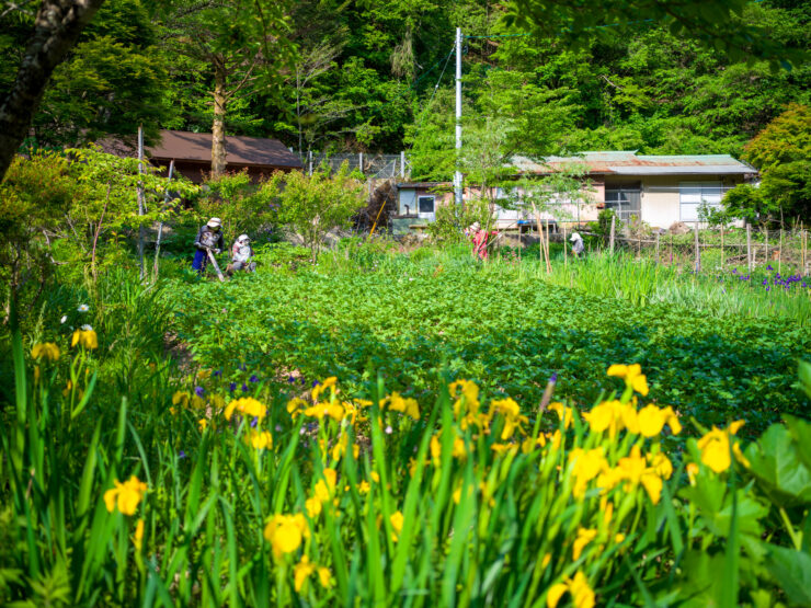 Idyllic daffodil field in rural Japanese village Nagoro.