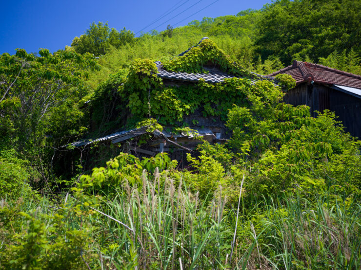 Abandoned Japanese village overtaken by lush greenery