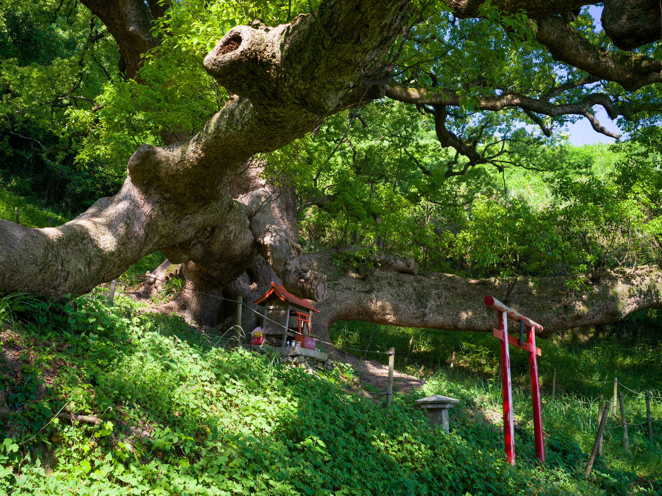 Ancient sacred tree amidst forest shrines