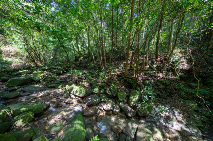 Lush Japanese forest stream cycling vegetation