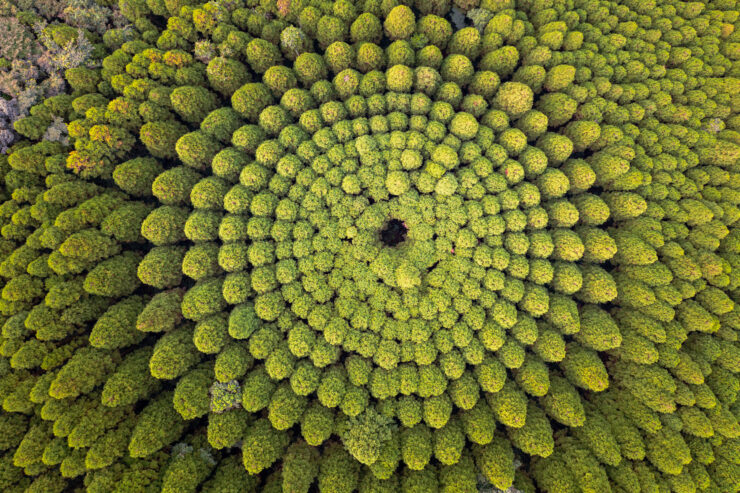 Vibrant spiral canopy, aerial Japanese forest view