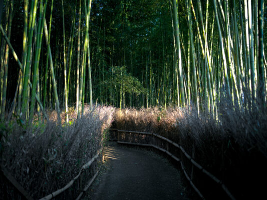 Tranquil Arashiyama Bamboo Path, Kyoto Nature Wonder