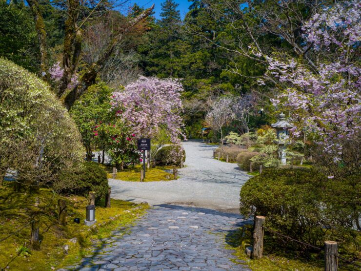 Tranquil Japanese Zen garden path, cherry blossoms