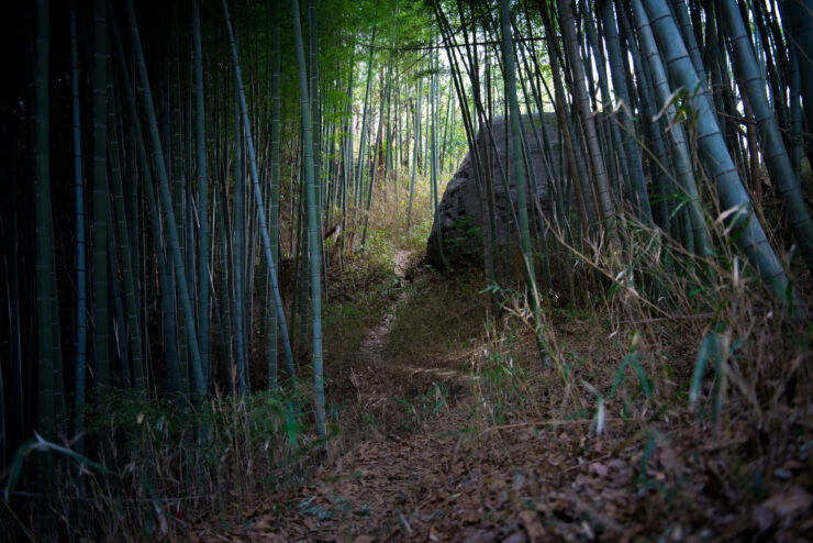Mystical Masuda Rock Ship Bamboo Forest Sanctuary