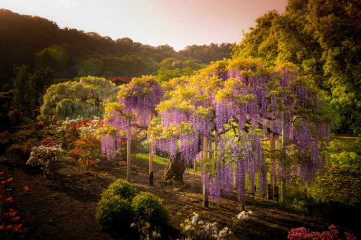 Ashikaga Wisteria Garden: Japans Enchanting Floral Canopy