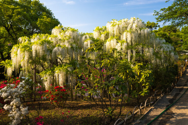 Wisteria Blooms Draping Ashikagas Floral Wonderland Paths