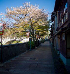 Kanazawas Cherry Blossom-Lined Geisha District Street