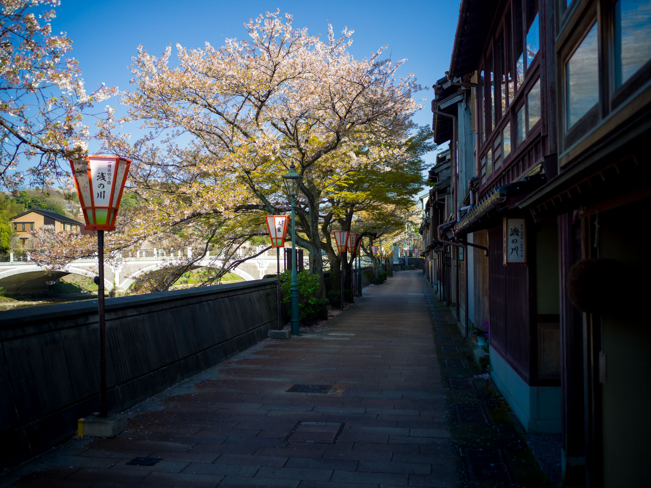 Kanazawas Cherry Blossom-Lined Geisha District Street