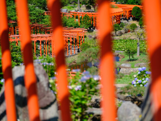 Vibrant torii gates at serene Japanese shrine.