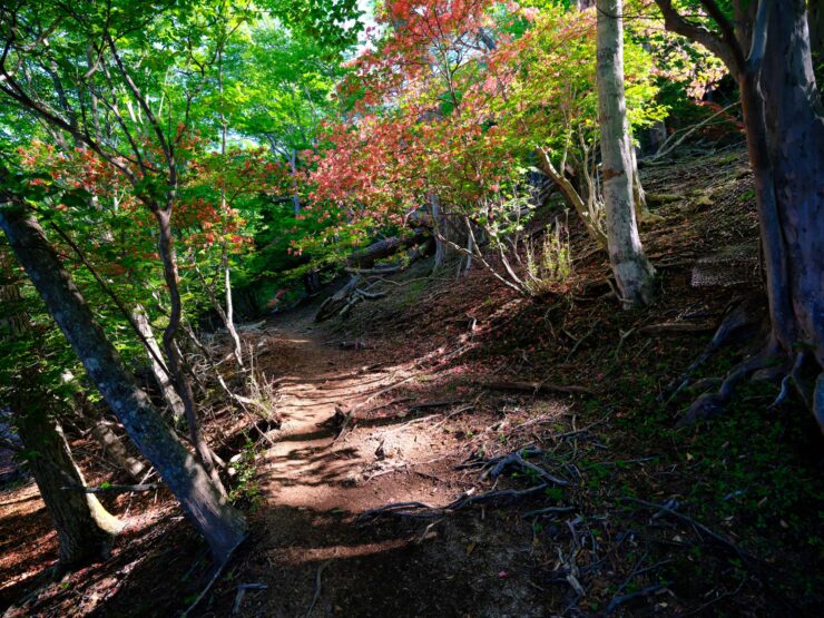 Autumnal forest trail, winding path through vibrant foliage.