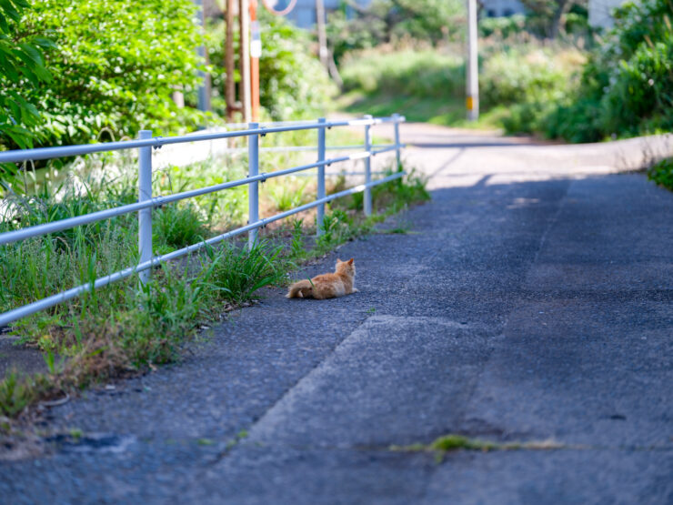 Relaxed orange tabby napping on peaceful nature path.