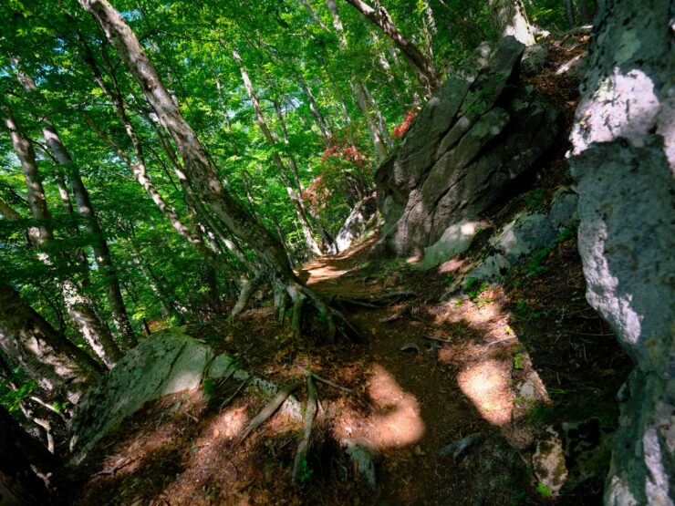 Lush Forest Crevice, Dappled Sunlight Wonderland