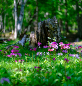 Primrose Wildflowers Carpet Forest Spring Scene
