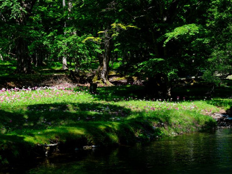 Tranquil forest pond oasis, lush greenery paradise