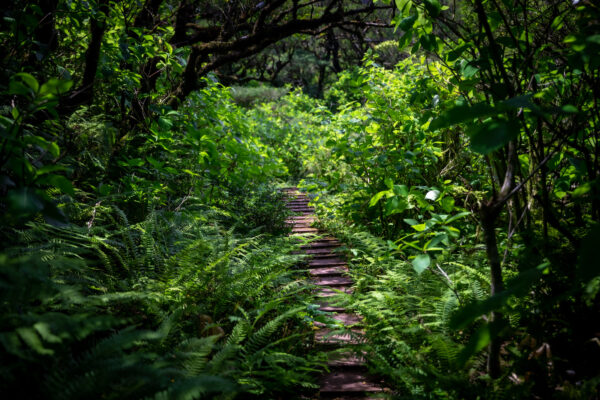 Verdant Forest Trail on Hachijo-Fuji Mountain