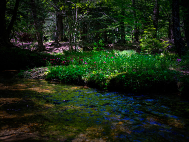 Tranquil forest stream landscape, natures serenity captured.