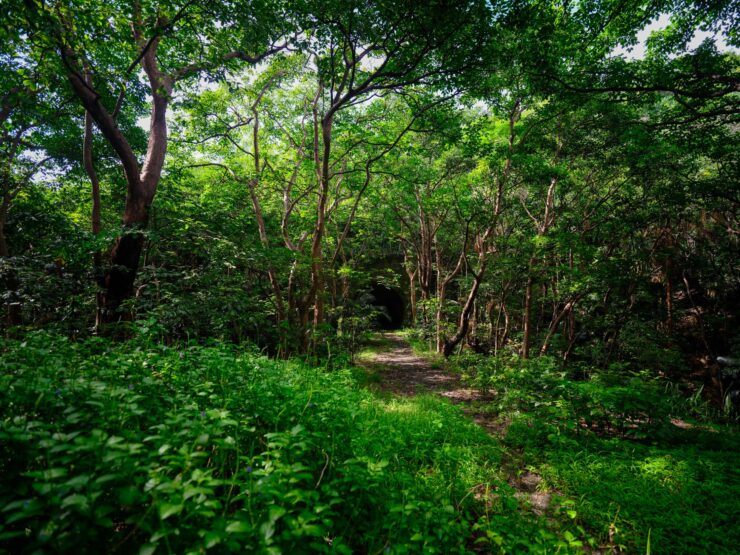 Tranquil forest path, lush canopy dappled sunlight.