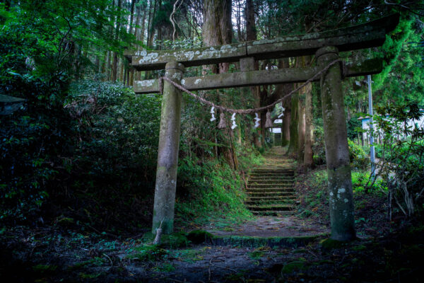 Mystical Moss-Covered Forest Torii Gate Shrine