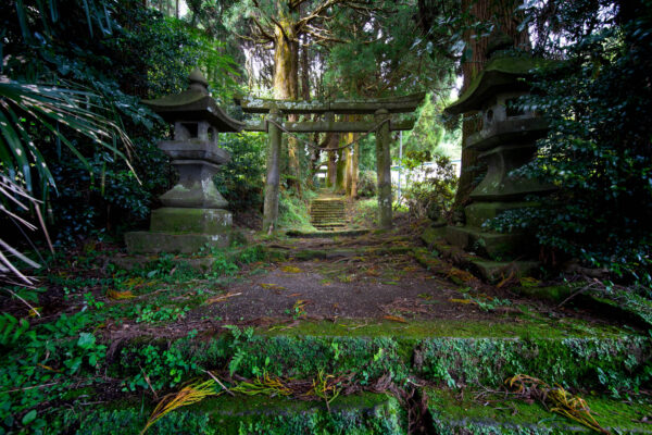 Enchanted forest Torii gate entrance, natures sacred passage.