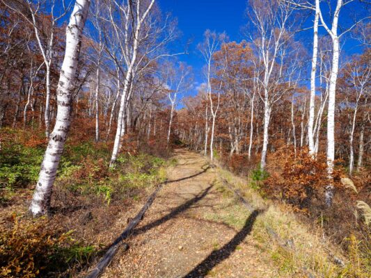 Autumn birch trail, scenic woodland hiking path.