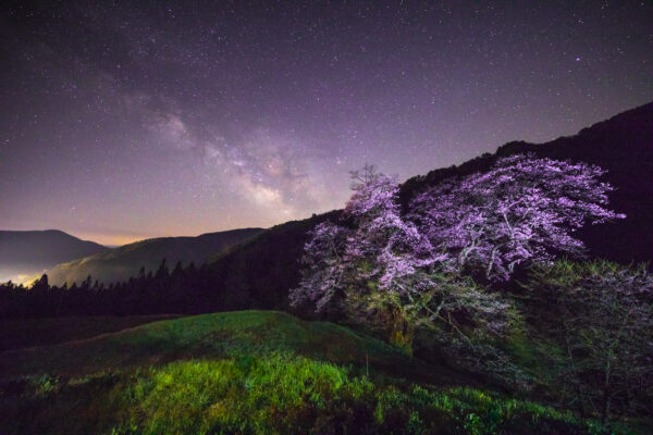 Luminous purple tree blooms under starry night sky