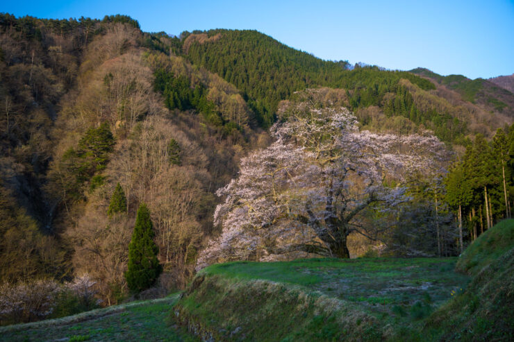 Scenic cherry blossom trail in mountainous landscape