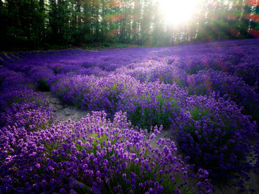 Vibrant Lavender Blooms, Lush Forest Scenery