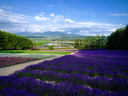 Vibrant lavender field, Tomita Farm Japan scenic landscape.