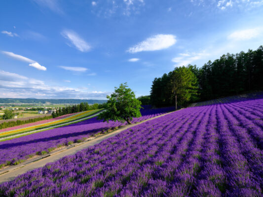 Lavender Bloom Landscape at Tomita Farm