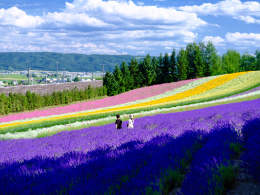 Vibrant lavender, sunflower fields; scenic rural landscape.