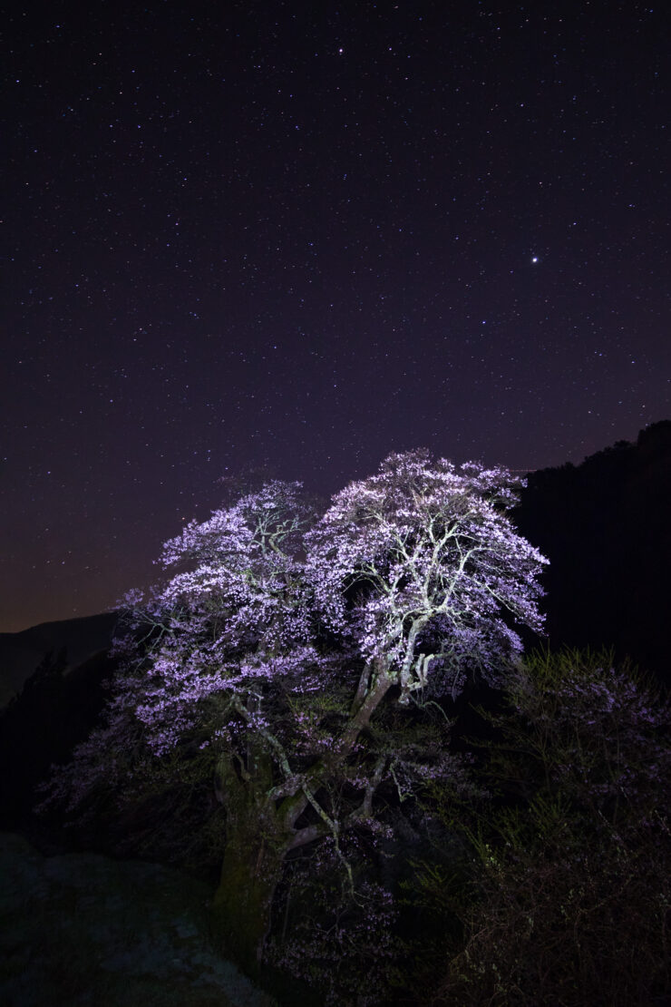 Enchanting illuminated cherry tree under starry night.