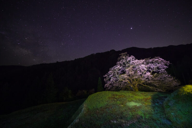 Starry night cherry tree blossom landscape