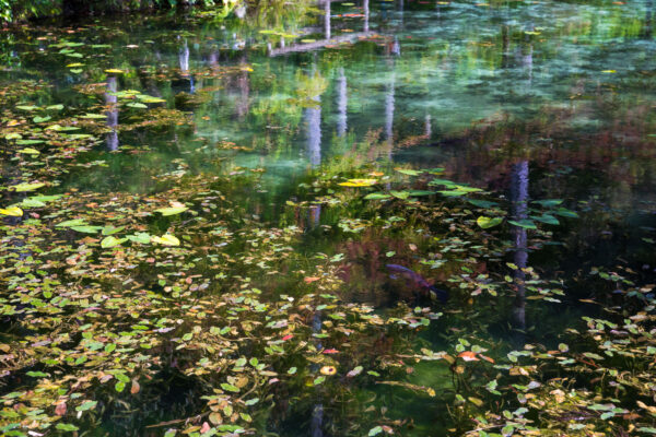 Serene lily pond reflections, Impressionist nature scenery.