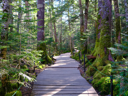 Enchanting mossy forest boardwalk trail amidst towering trees.