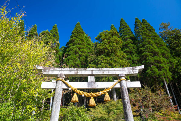 Serene Shinto Torii Gateway Embraced by Verdant Forest