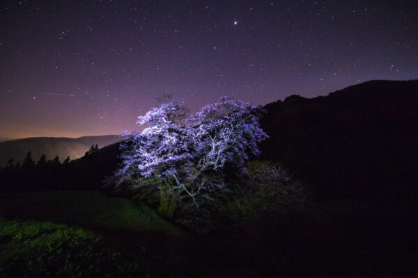 Enchanting snow-draped cherry tree illuminated at night.